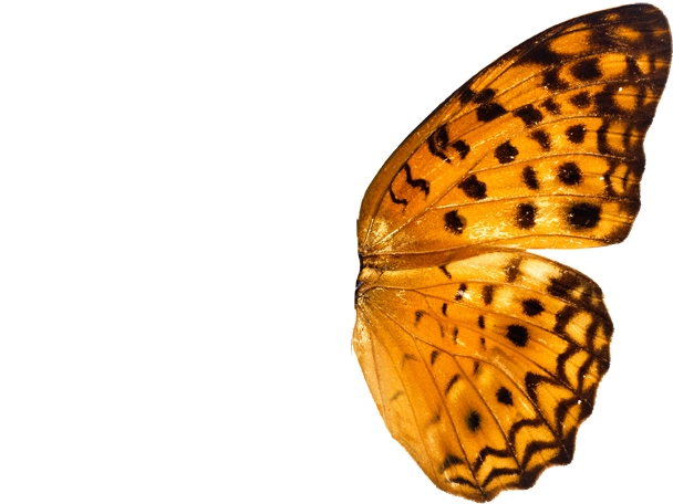 butterfly wing 1