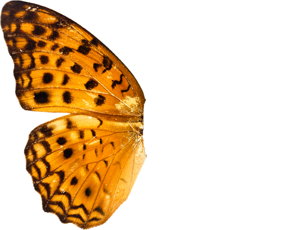 butterfly wing 2